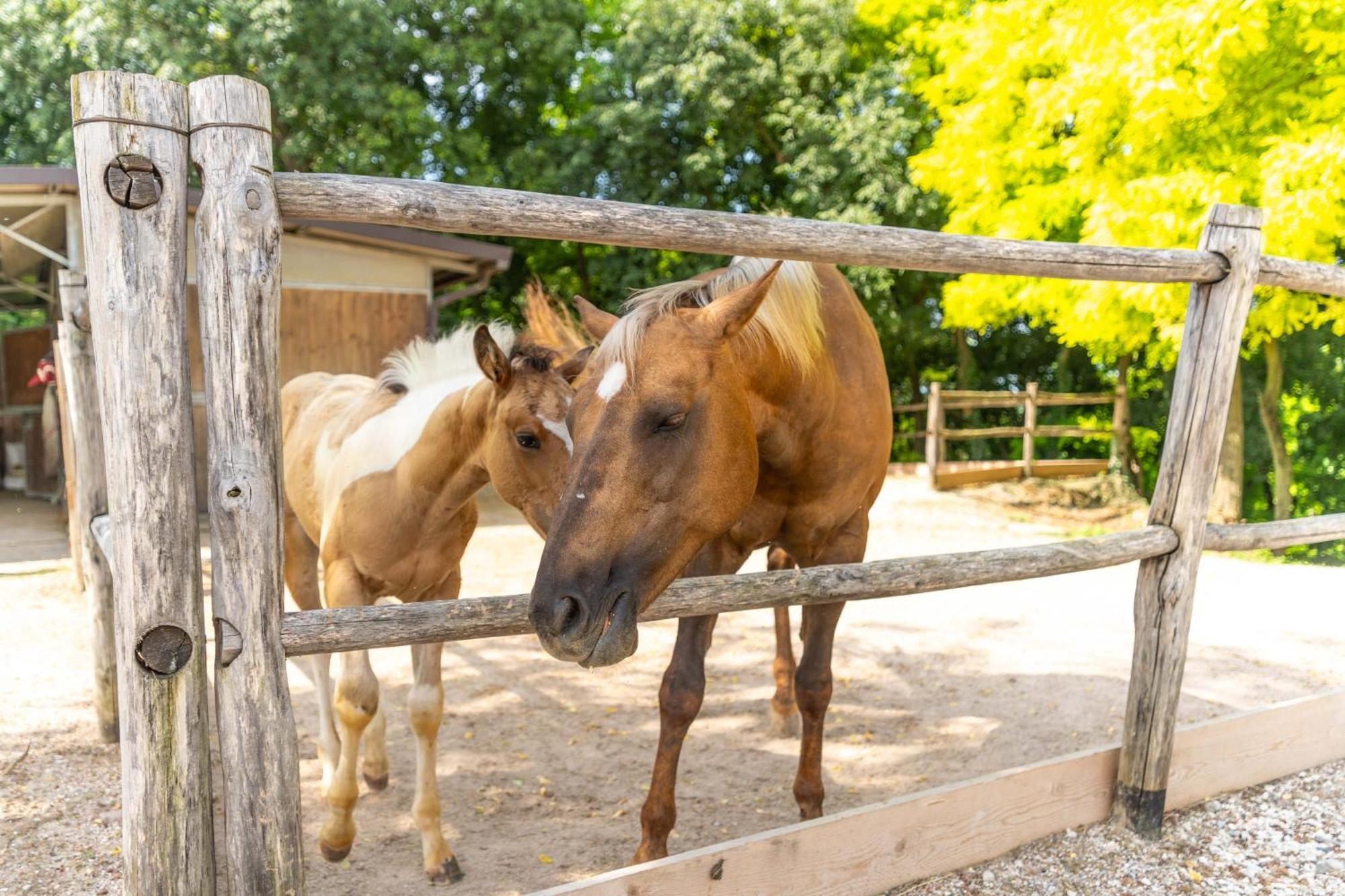 Agriturismo Colle Dei Pivi Ponti sul Mincio Bagian luar foto